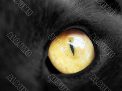 cat eye