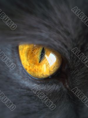 cat eye