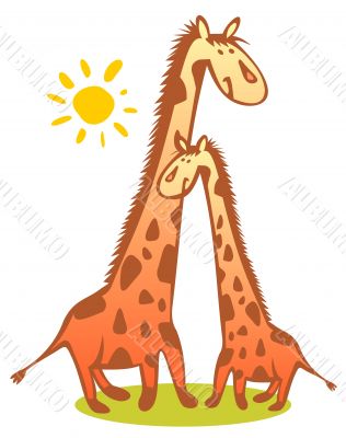 two giraffes