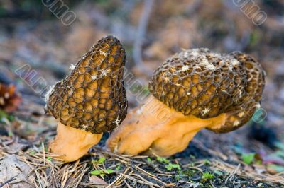 Two morels