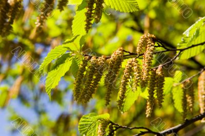 Spring branch of a birch