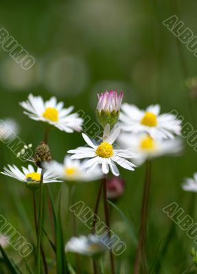 few camomiles on the summer field