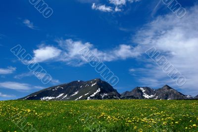 nice rural landscape with a field of flowers