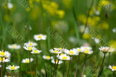 nice summer meadow with camomiles