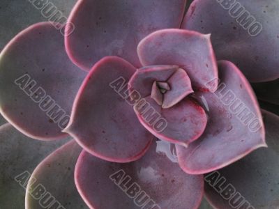 cactus flower close-up