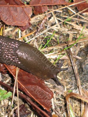 slug on leaves