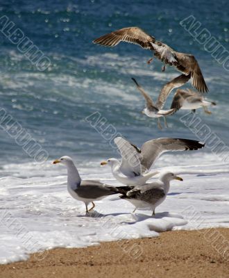 Seagulls