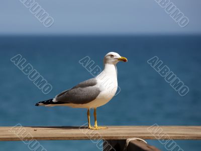 Seagull