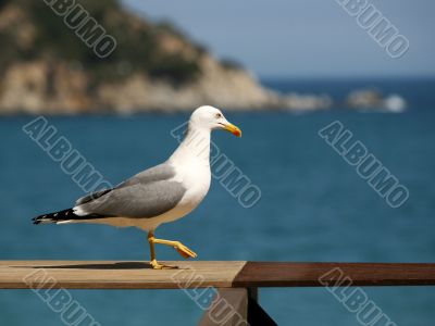 Seagull