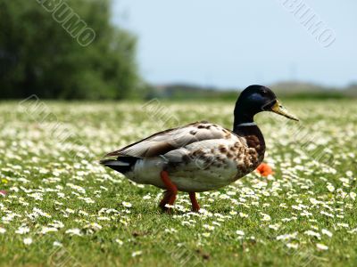duck at field