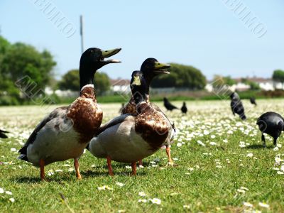 ducks at field