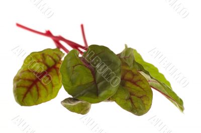 fresh vegetables - spinach beet