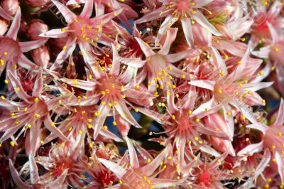 pink flowers background