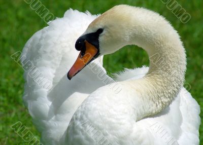 White swan