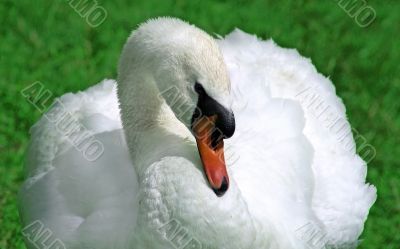 White swan