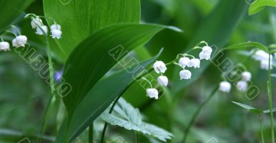 flowers of lily of the valley