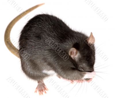 funny rat