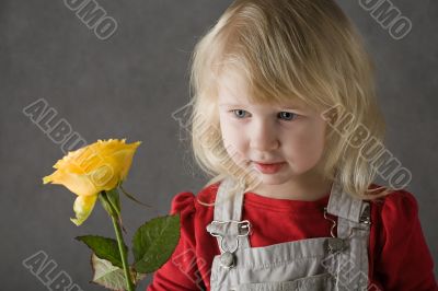 yellow rose
