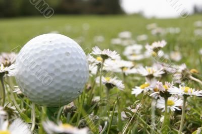 golf ball in flowers