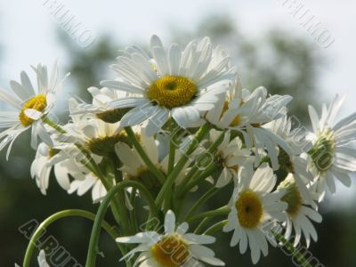 Bouquet of camomiles Bouquet of camomiles