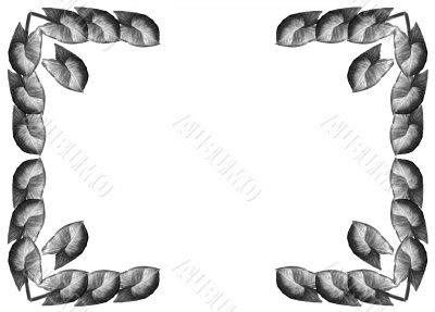 Framework from leaves Syngonium
