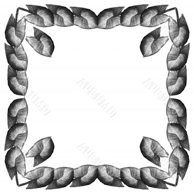 Framework from leaves Syngonium (Square)