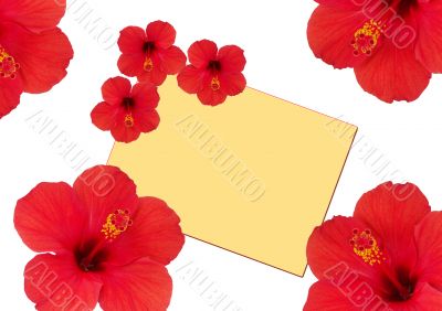 Flowers hibiscus around of a card