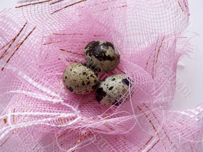 Eggs of a female quail 1