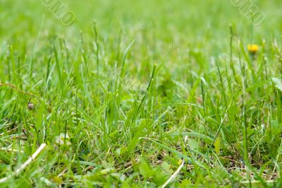 Green lawn