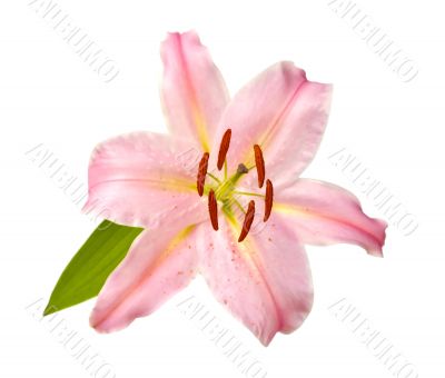 Pink lilly