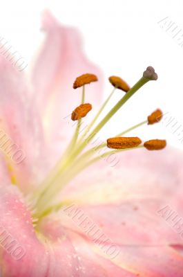 pink lily flowe close-up