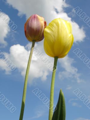 two tulips