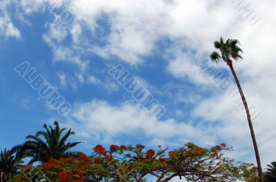 lonely palm tree & flowers