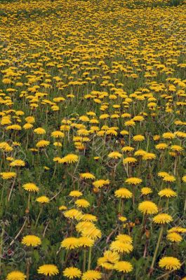 dandelions