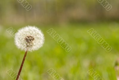 Dandelion Seeds
