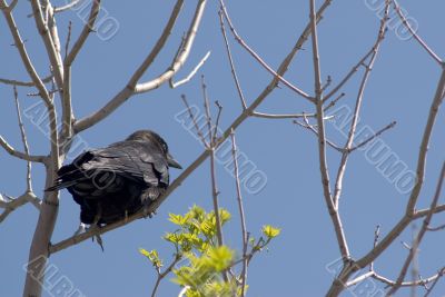 Crow