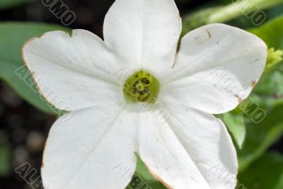 Close-up White Flower