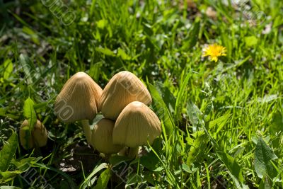 Wild Mushrooms