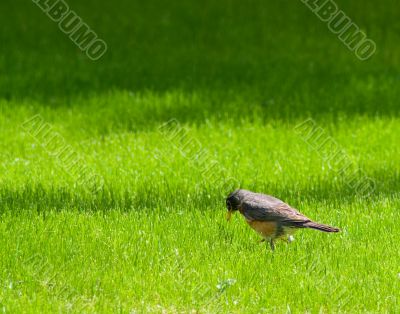 Small Bird