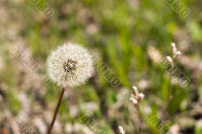 Dandelion Seeds