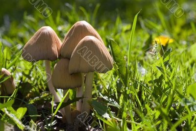 Wild Fungus