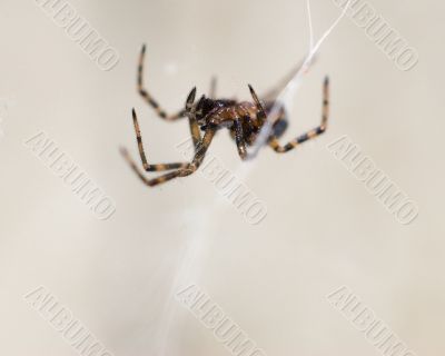 Macro Spider