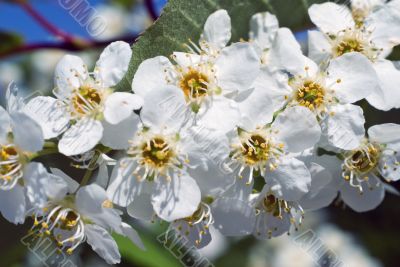 White Lilacs