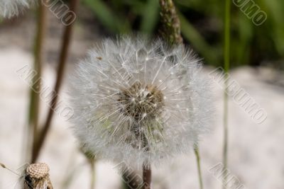 Dandelion Seeds