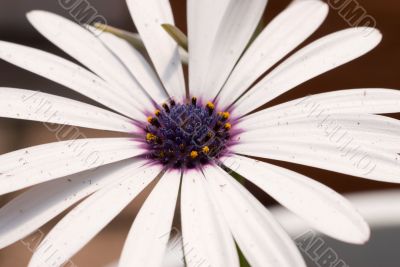 Close-up Daisy