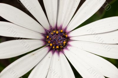 White Daisy