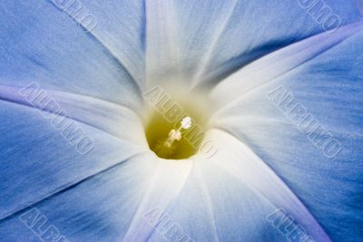 Macro Morning Glory