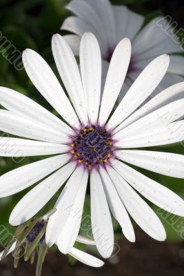 Daisy