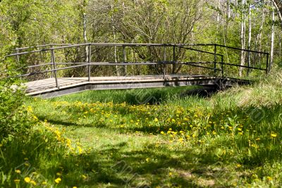 Bridge In Park