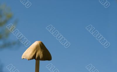 Wild Mushroom
